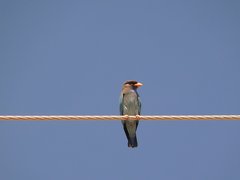 Eurystomus orientalis pacificus