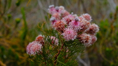 Serruria rosea