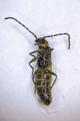 Malthodes