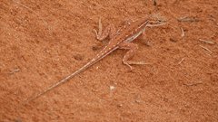 Ctenophorus isolepis