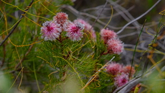 Serruria rosea