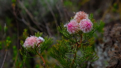 Serruria rosea