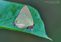 Cyanophrys miserabilis