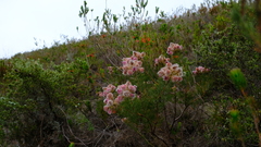 Serruria rosea