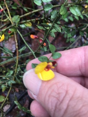 Bossiaea brownii