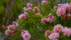 Serruria rosea