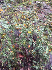 Bossiaea brownii
