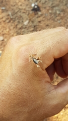 Pephricus