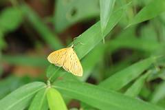 Tyspanodes striatus