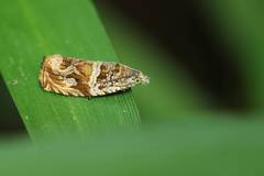 Olethreutes dolosana