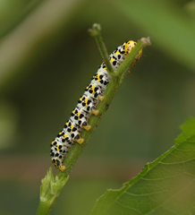 Cucullia scrophulariae