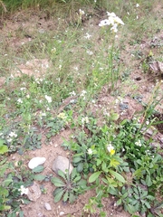 Arabidopsis suecica
