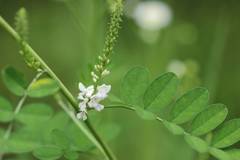 Indigofera pseudotinctoria