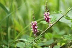 Indigofera pseudotinctoria