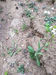 Arabidopsis suecica