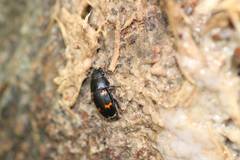 Glischrochilus japonius