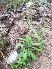 Arabidopsis suecica