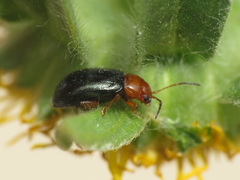 Podagrica fuscicornis