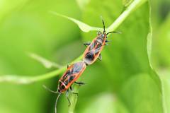 Arocatus melanostoma