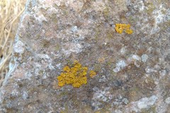 Xanthoria parietina