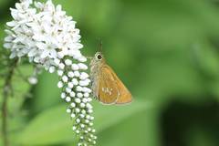 Polytremis pellucida