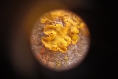 Xanthoria parietina
