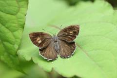 Neozephyrus japonicus