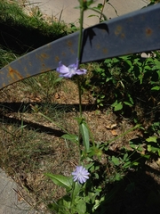 Cichorium intybus