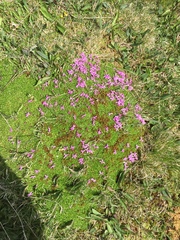 Silene acaulis exscapa