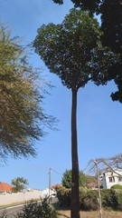 Cussonia sphaerocephala