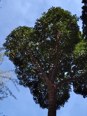 Cussonia sphaerocephala