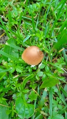 Psathyrella