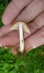 Psathyrella
