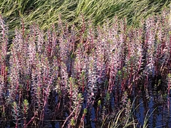 Hippuris tetraphylla