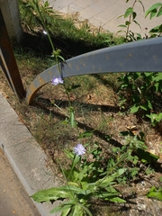 Cichorium intybus