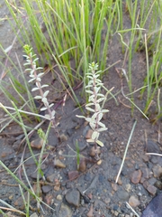 Hippuris tetraphylla