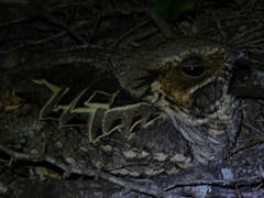 Nyctidromus albicollis