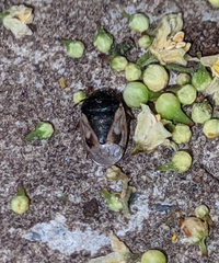 Crocistethus waltlianus