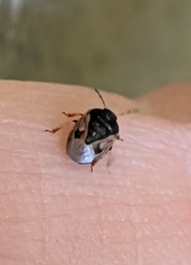 Crocistethus waltlianus