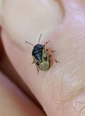 Crocistethus waltlianus