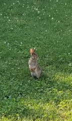 Sylvilagus floridanus