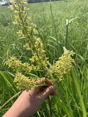 Melanthieae