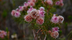 Serruria rosea