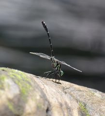 Burmagomphus cauvericus