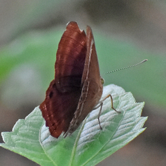 Abisara bifasciata suffusa