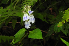 Rungia chinensis