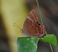 Abisara bifasciata suffusa