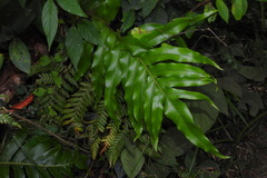 Drynaria meyeniana