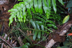 Drynaria meyeniana