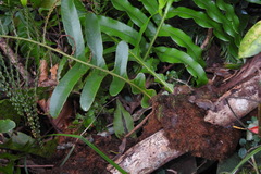 Drynaria meyeniana